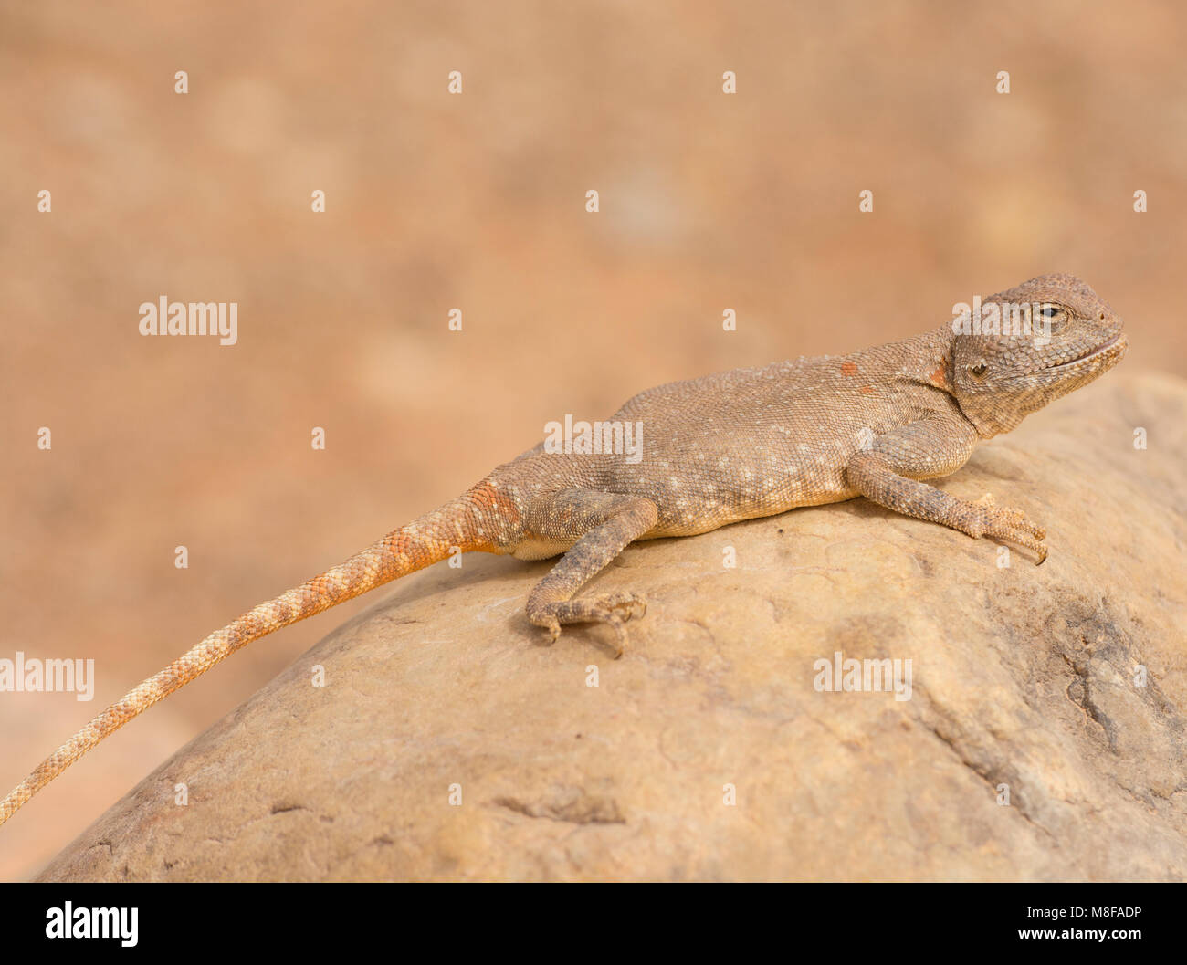 Female Moroccan Desert Agama (Trapelus mutabilis) sat on a rock in the Moroccan Desert North Africa. Stock Photo