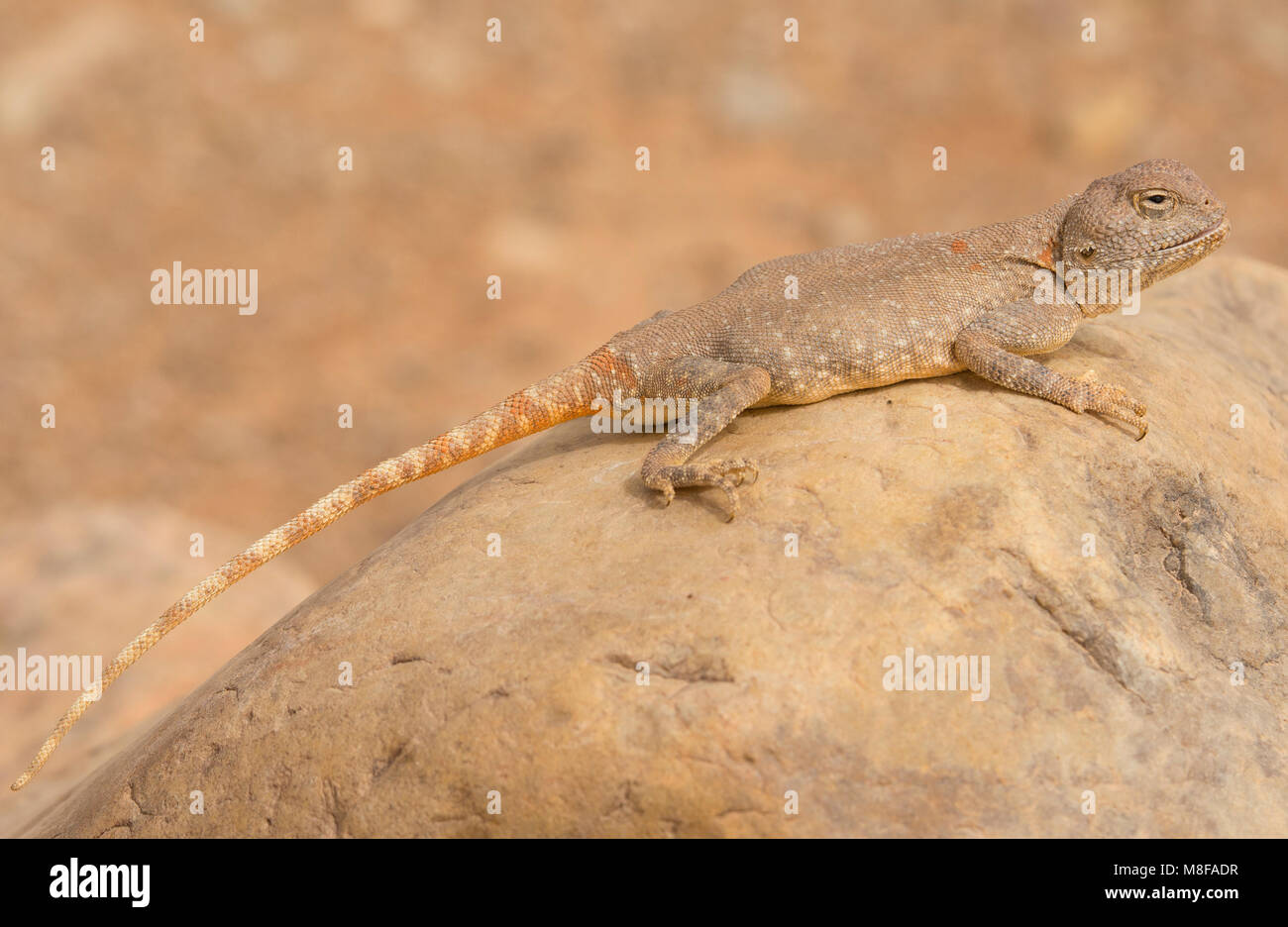 Female Moroccan Desert Agama (Trapelus mutabilis) sat on a rock in the Moroccan Desert North Africa. Stock Photo