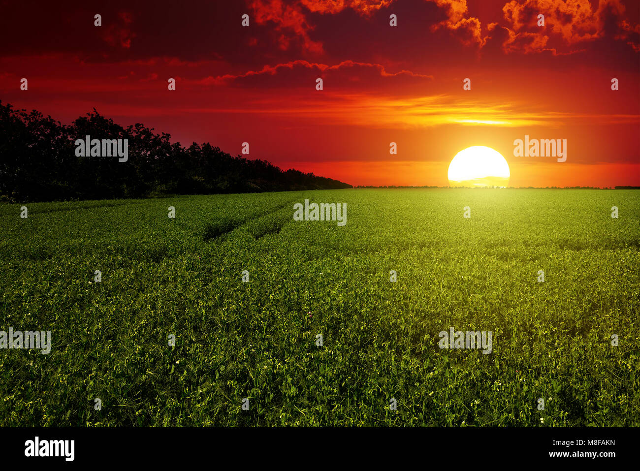 Bright red scenic sunrise over a field of peas Stock Photo - Alamy