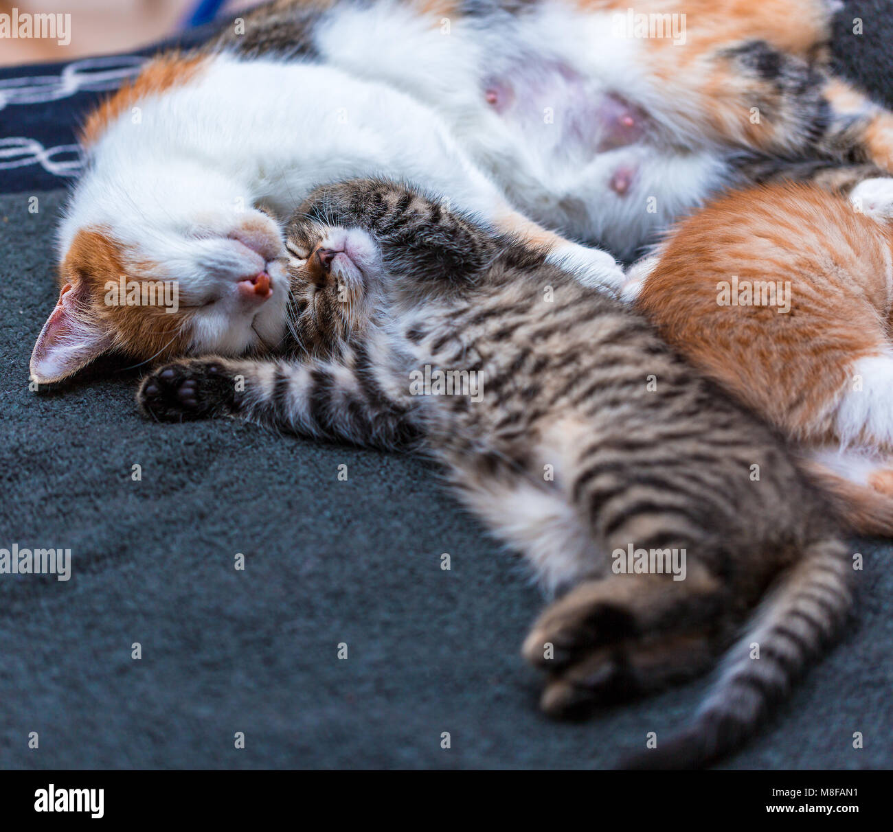 Tricolor cat and cute tabby kitten sleeping on the bed. Cat hugging kitten. Concept of maternal love. Beautiful lovely pets Stock Photo