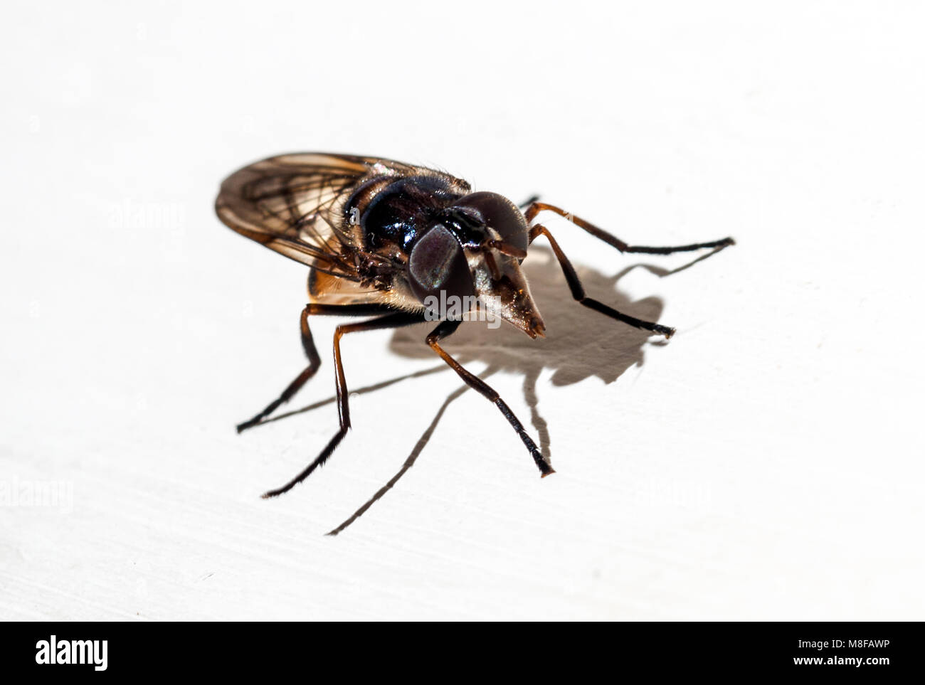 macro image of a fly on white background Stock Photo