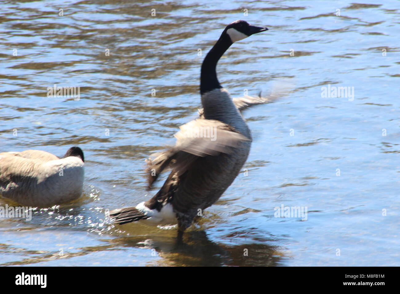 Canadian Goose Kanada Gans, seen in winter 2018 near the Thames River