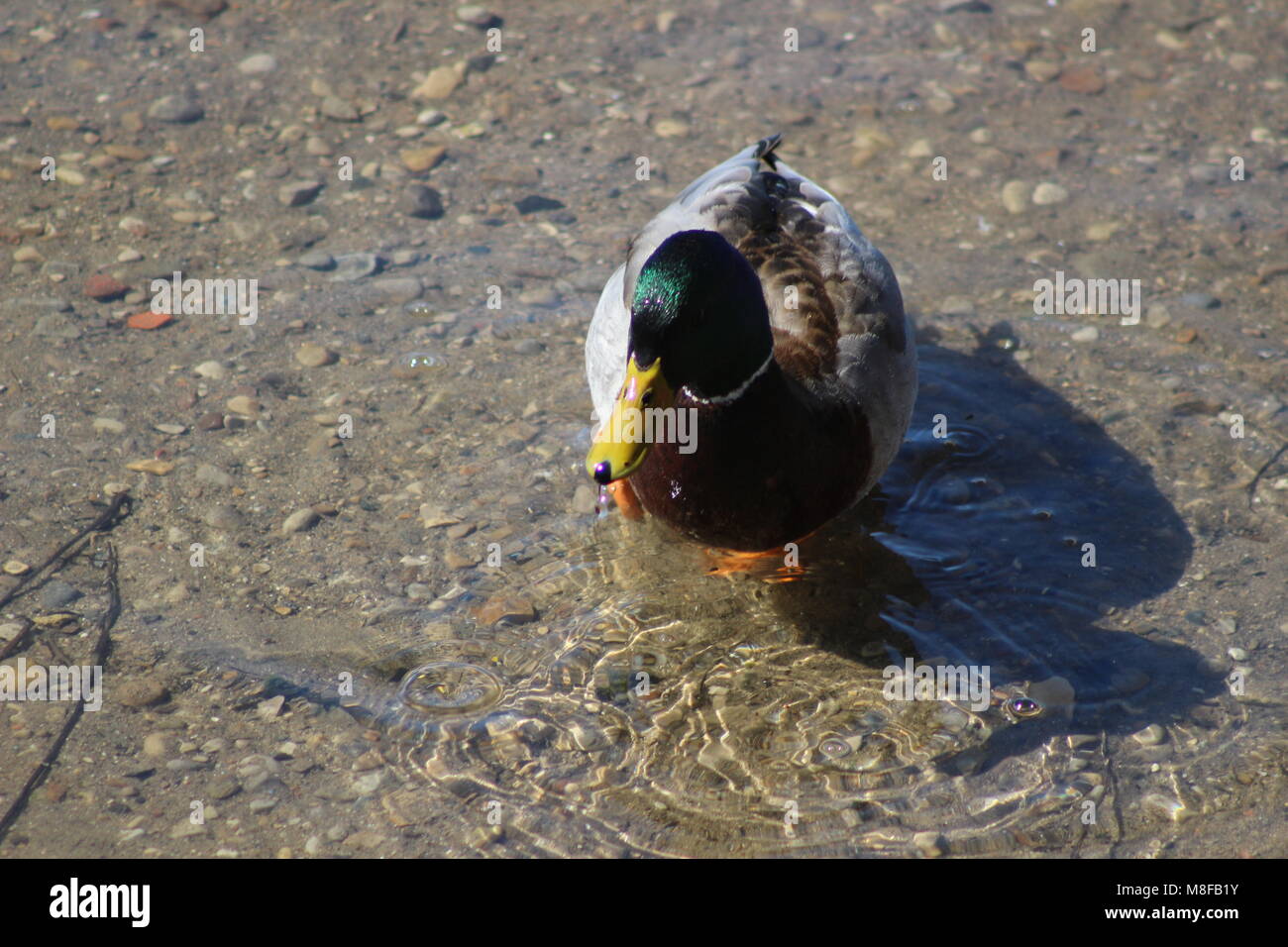 The mallard is a dabbling duck that breeds throughout the temperate and ...