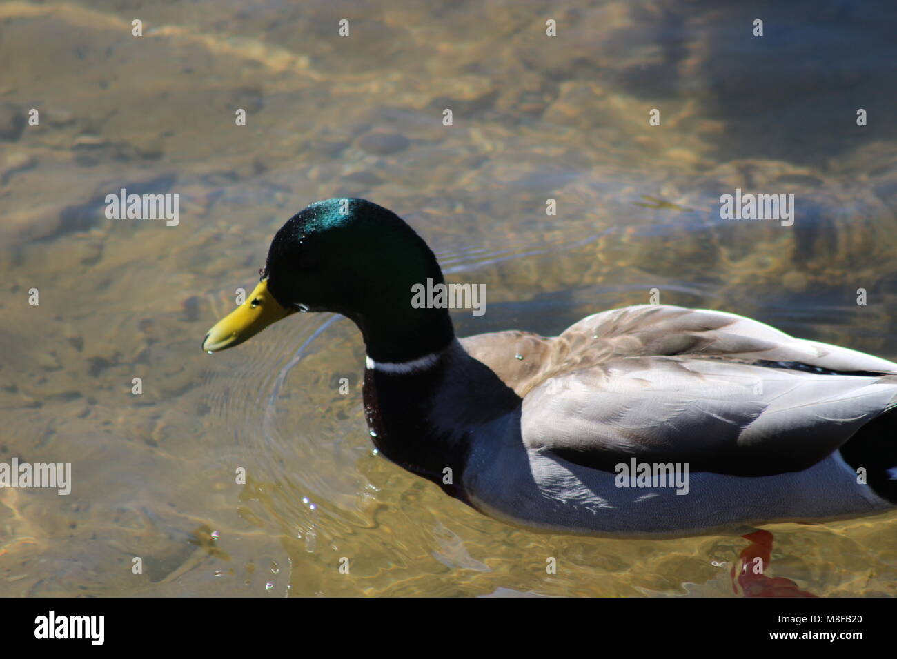 The mallard is a dabbling duck that breeds throughout the temperate and ...