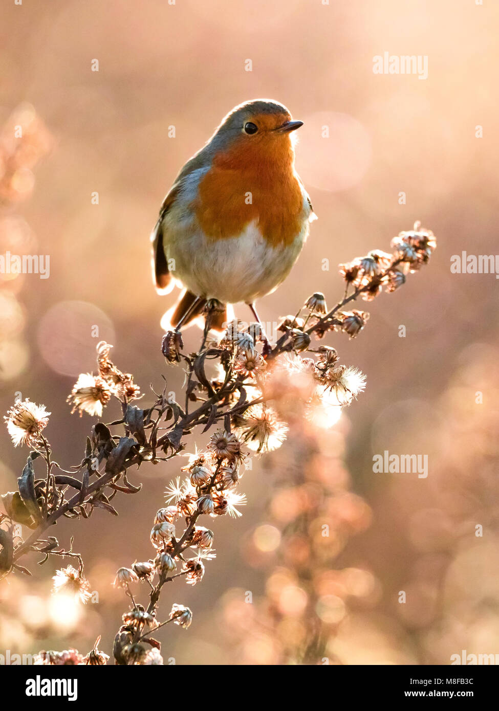 Roodborst; European Robin Stock Photo - Alamy