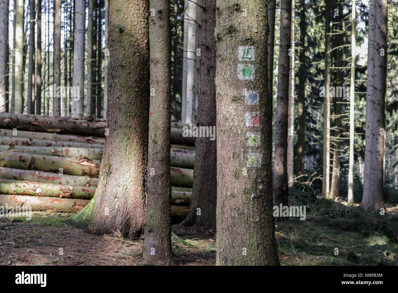 Hiking guide in the Thuringian Forest Stock Photo