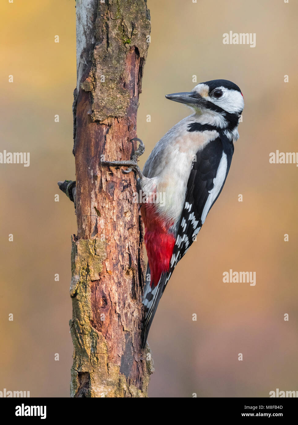 Mannetje Grote Bonte Specht; Male Great Spotted Woodpecker Stock Photo