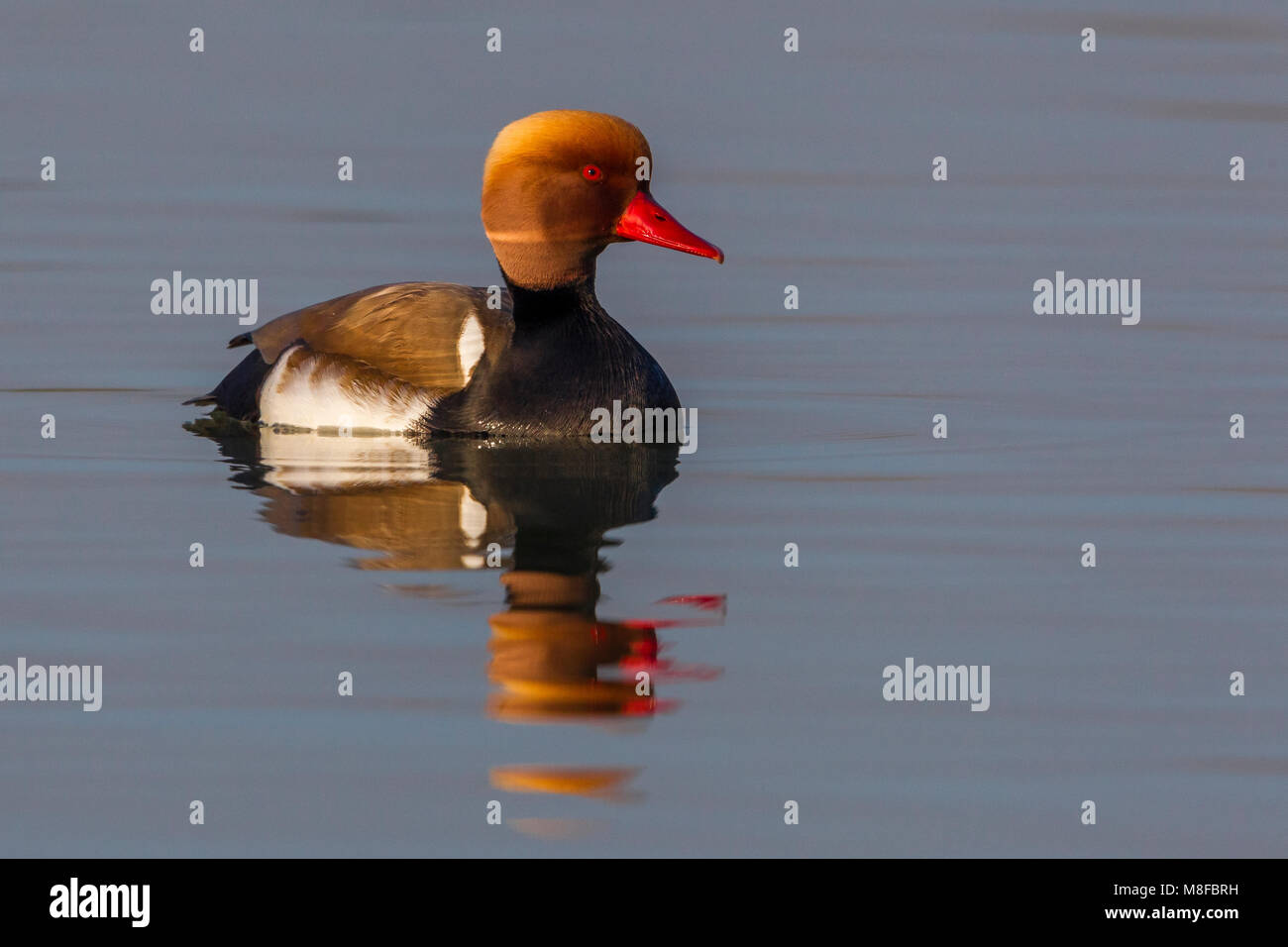 Mannetje Krooneend; Red-crested Pochard male Stock Photo