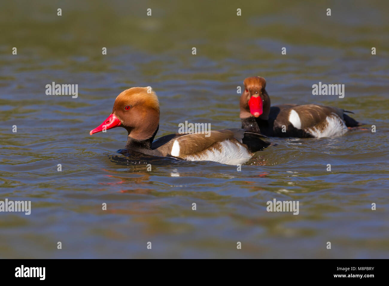 Mannetje Krooneend, Red-crested Pochard male Stock Photo