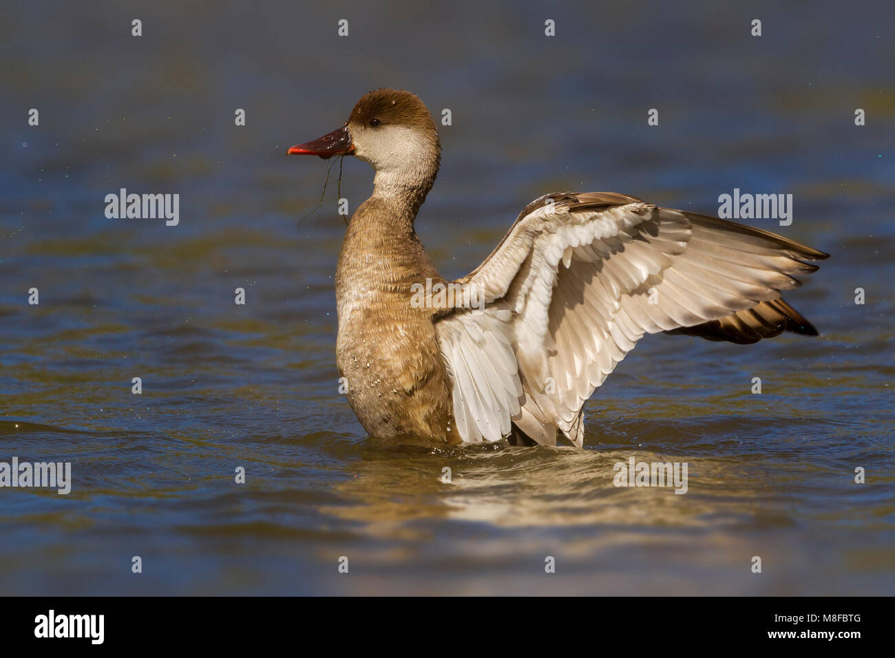 Vrouwtje Krooneend, Red-crested Pochard female Stock Photo
