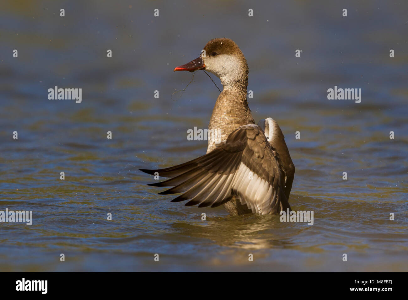 Vrouwtje Krooneend, Red-crested Pochard female Stock Photo
