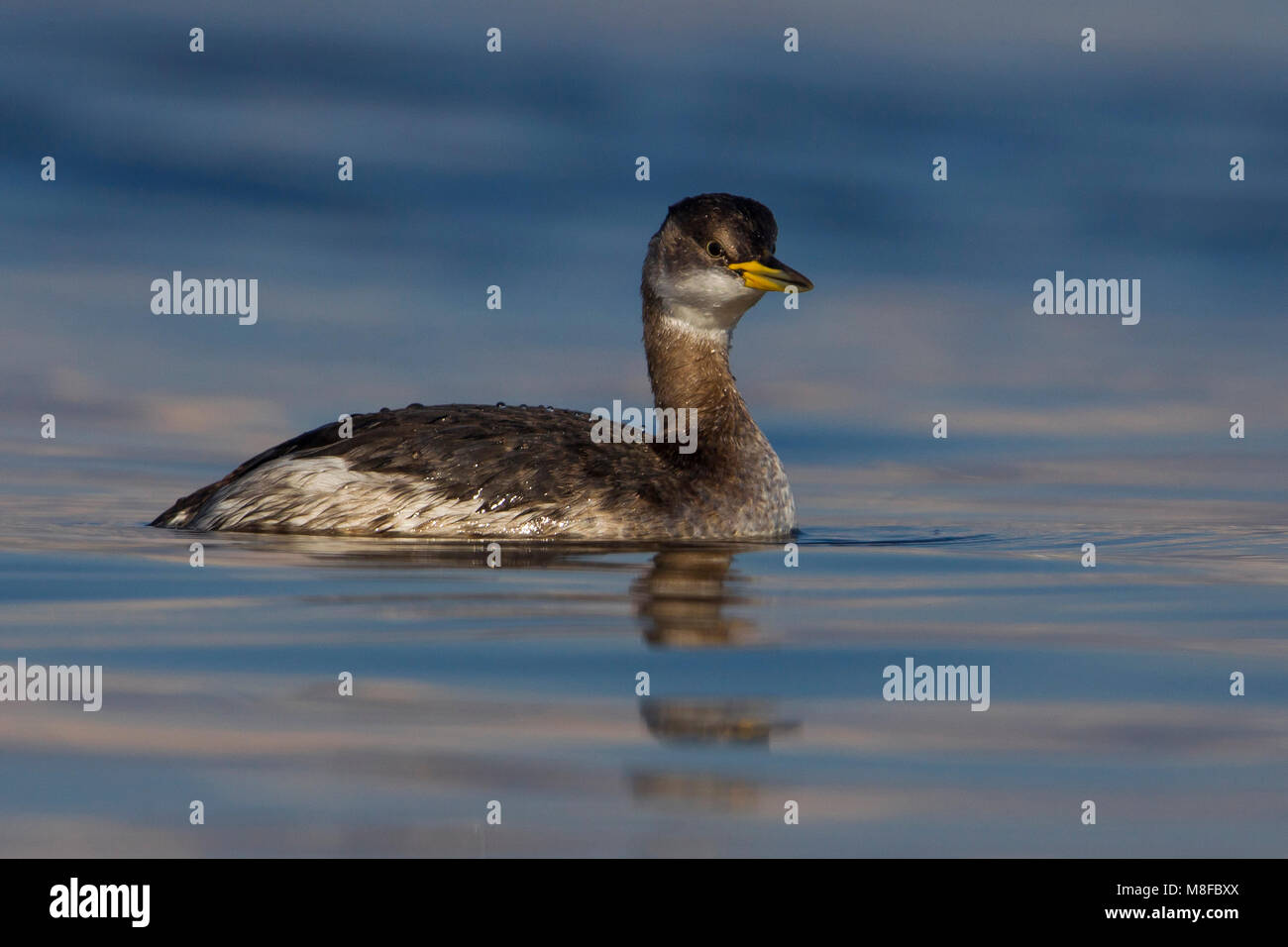 Roodhalsfuut zwemmend in Italiaanse haven; Red-necked Grebe swimming in Italian harbour Stock Photo