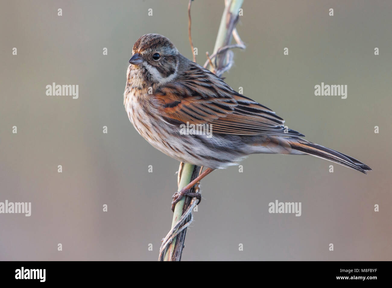 Rietgors, Reed Bunting; Stock Photo