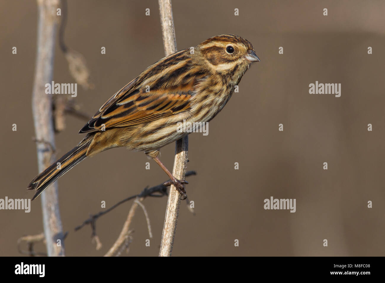 Rietgors, Reed Bunting; Stock Photo