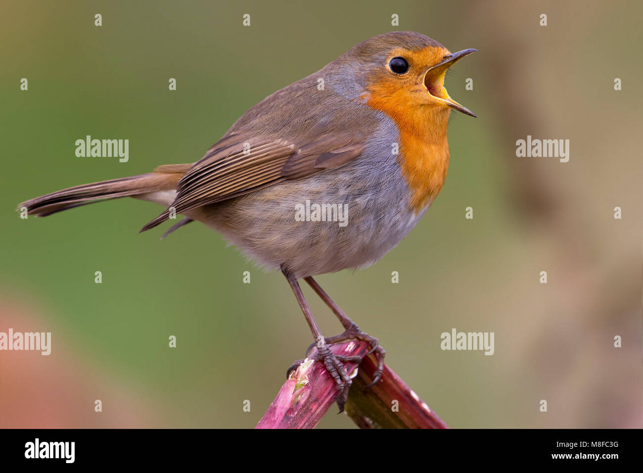 Roodborst; European Robin Stock Photo - Alamy