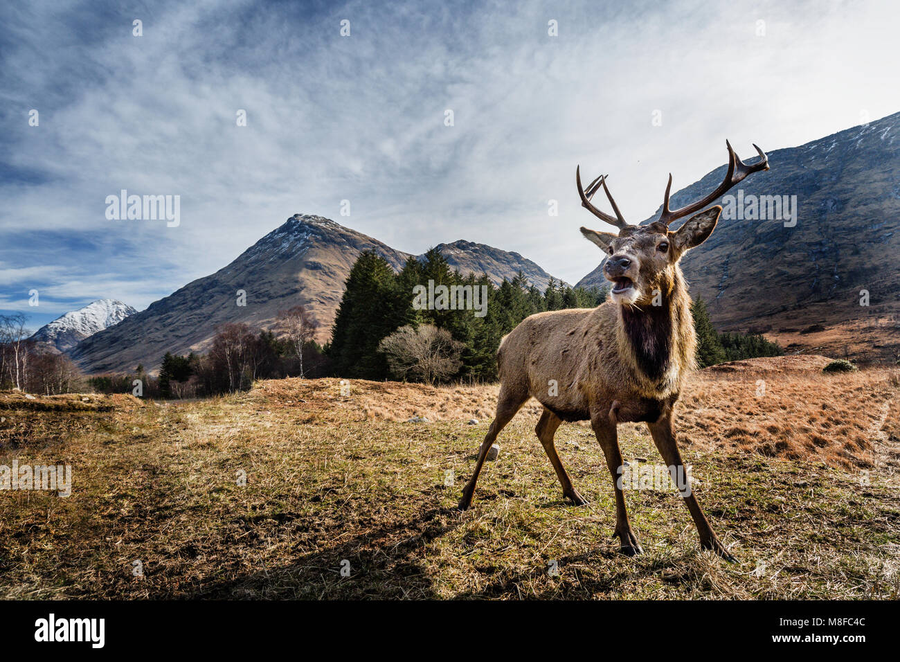 Red stag deer in Glen Etive, Glencoe, Highlands, Scotland, United Kingdom, Europe Stock Photo