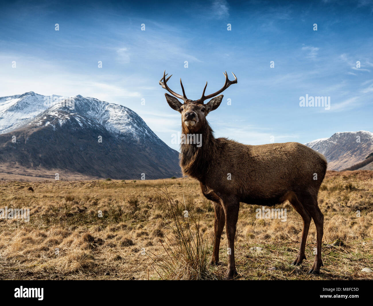 Red stag deer in Glen Etive, Glencoe, Highlands, Scotland, United Kingdom, Europe Stock Photo