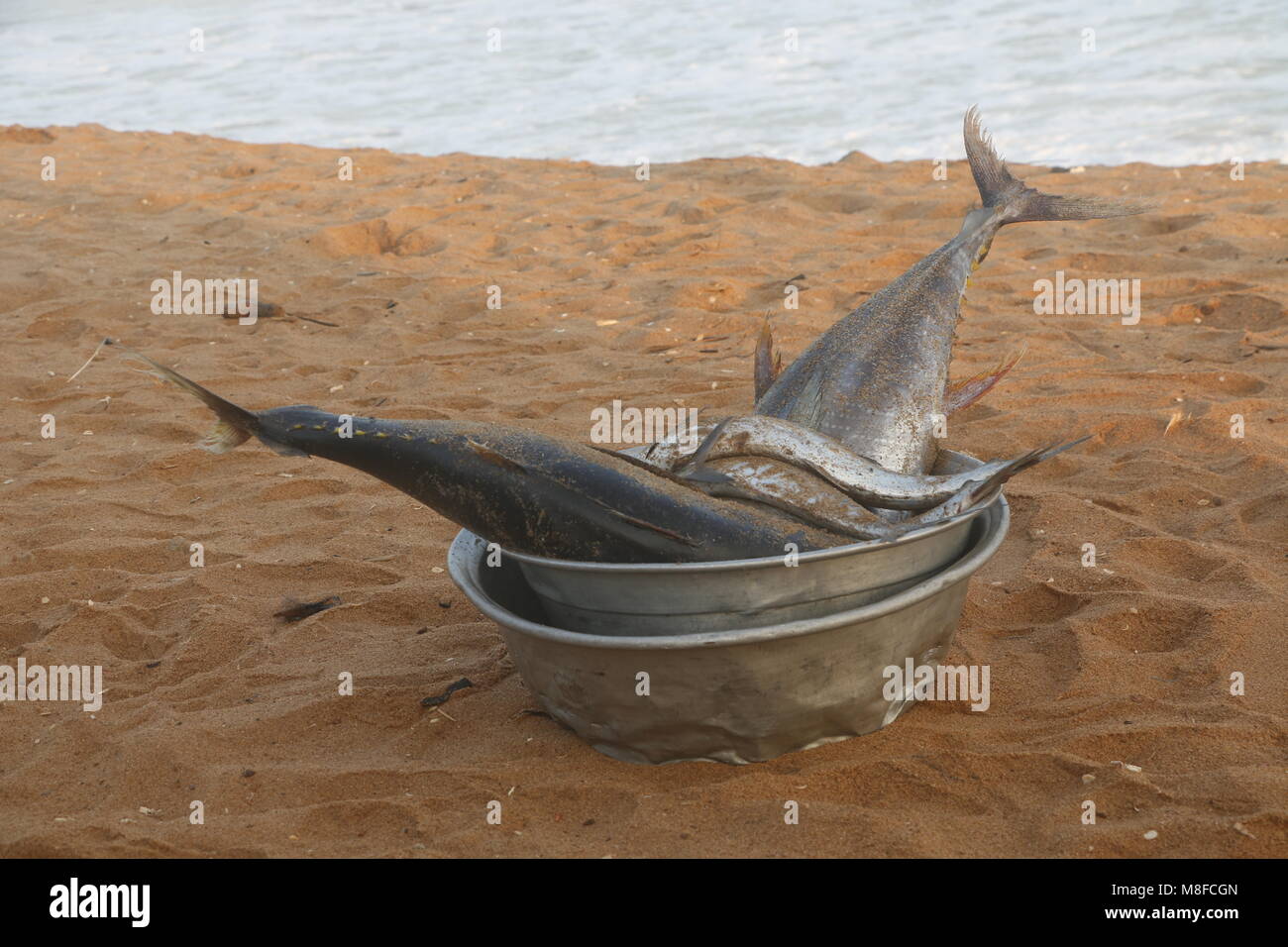 Fresh fish for sale at the beach Stock Photo Alamy