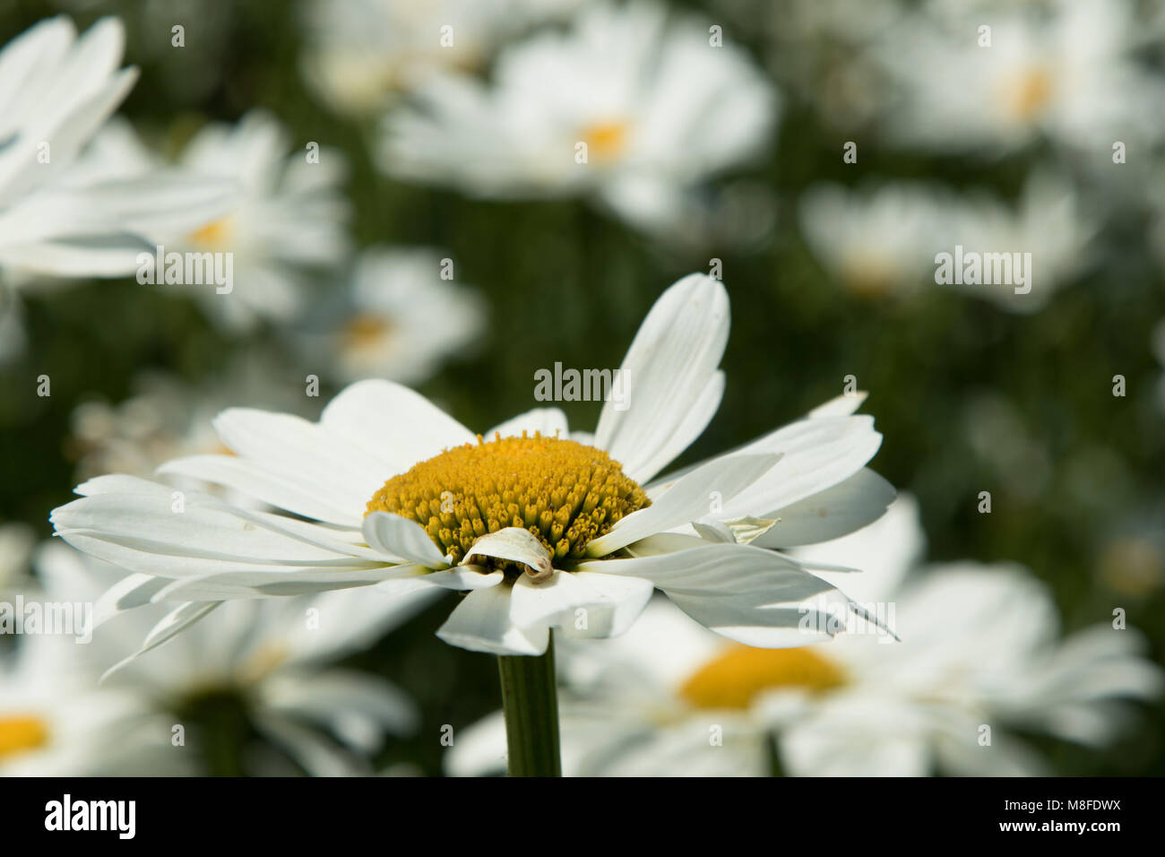 Oxeye Daisies close up Stock Photo Alamy