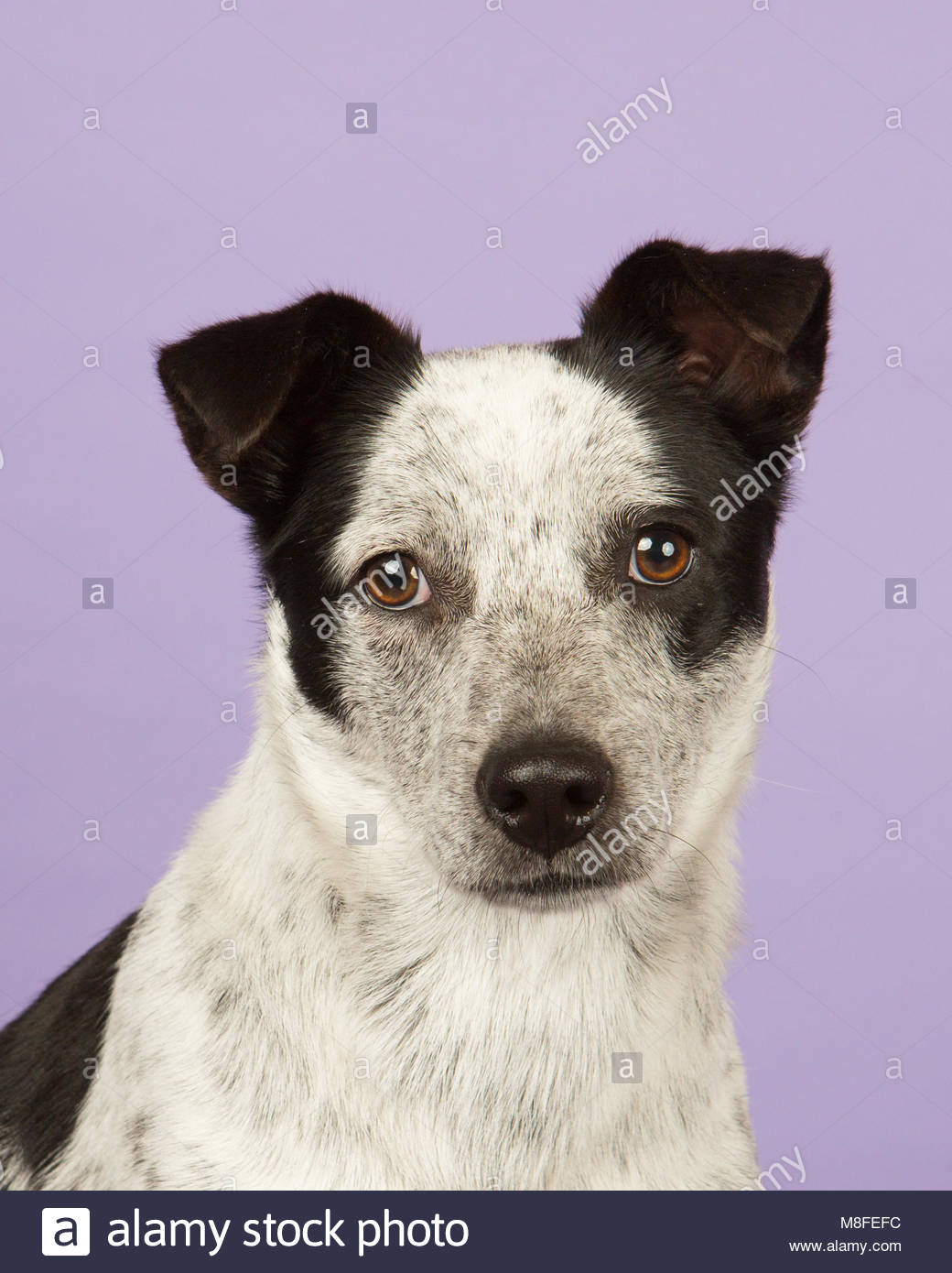 Black And White Cattle Dog Stock Photos & Black And White Cattle Dog Stock Images Alamy