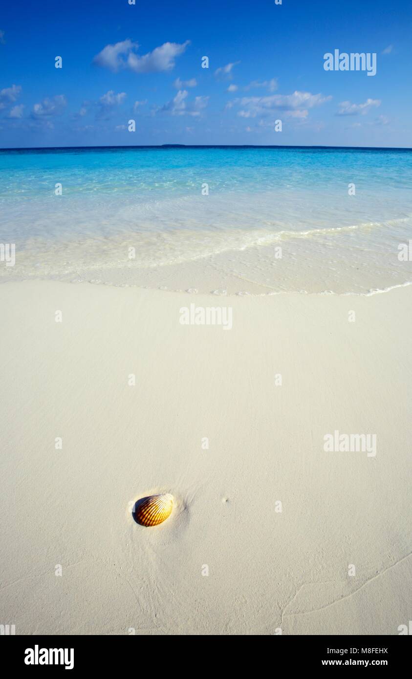 Small seashell is on a sandy beach Stock Photo - Alamy