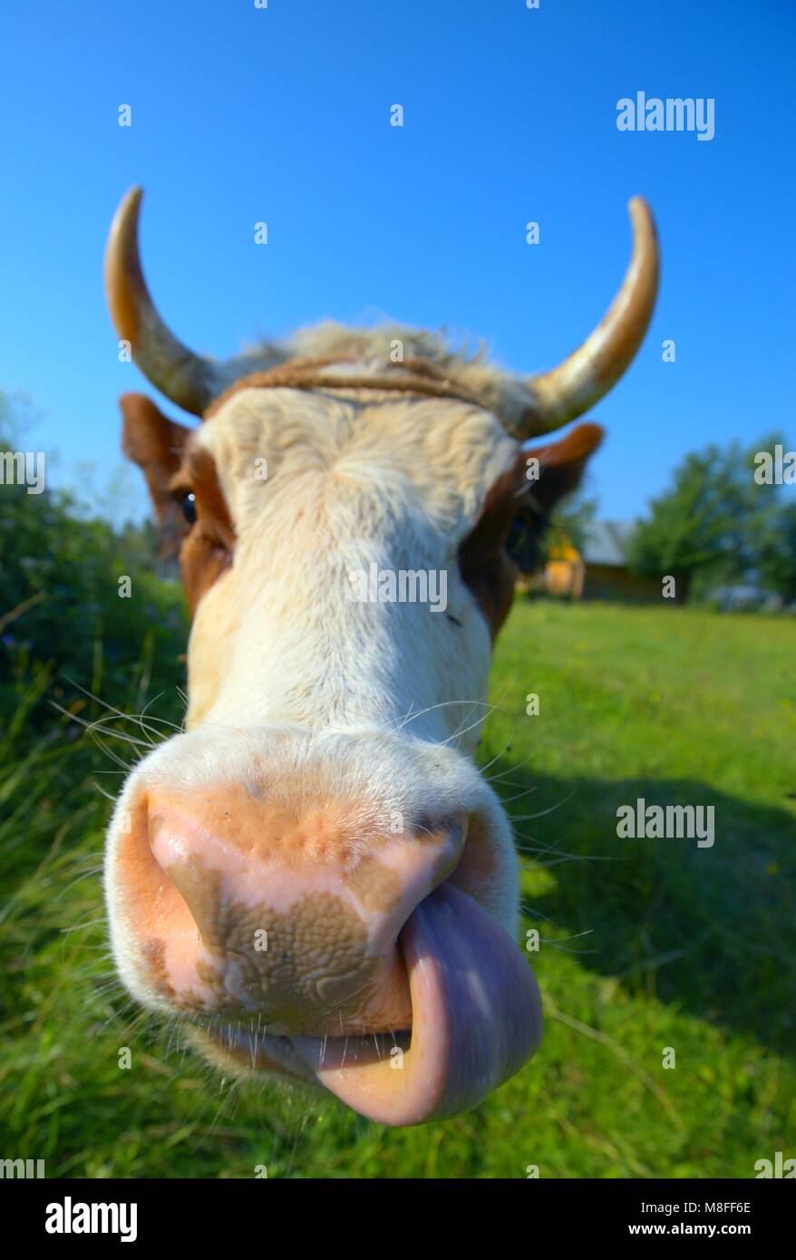 Amusing nose digging cow Stock Photo - Alamy