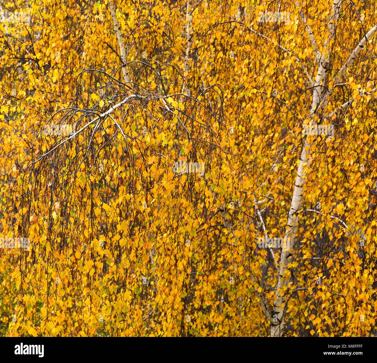 In an autumn birch park Stock Photo - Alamy