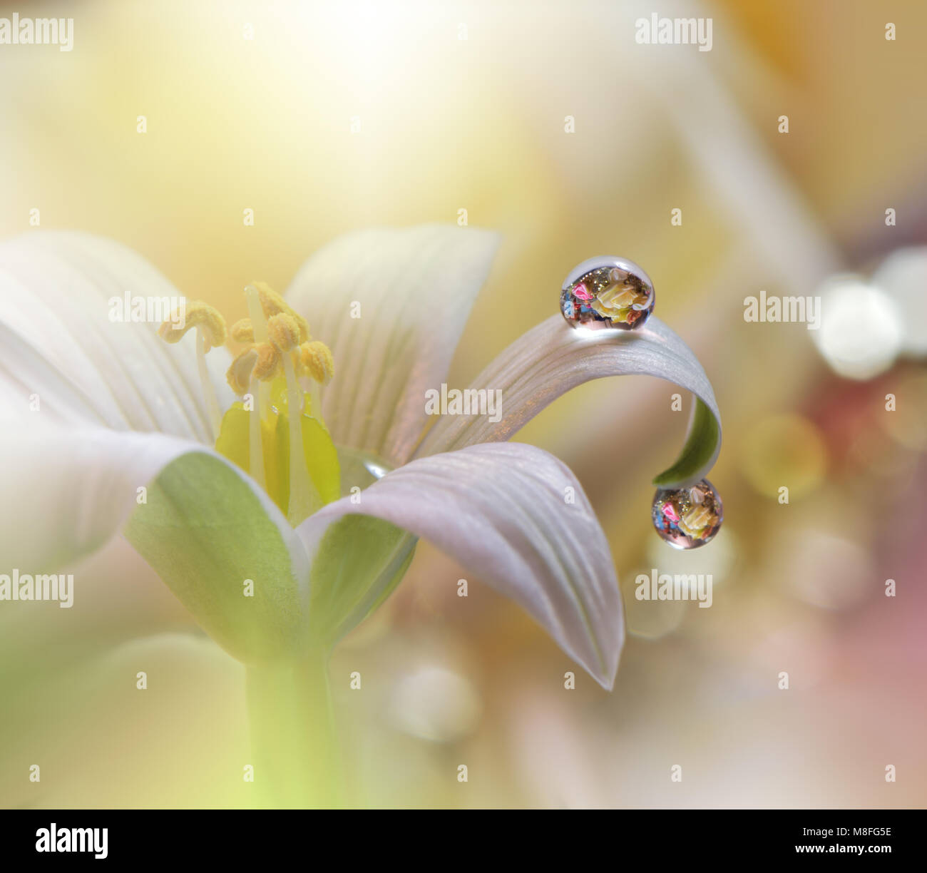 Abstract macro photo with water drops.Artistic Floral fantasy design.  Flowers made with pastel tones.Tranquil abstract closeup art photography.Print . Stock Photo