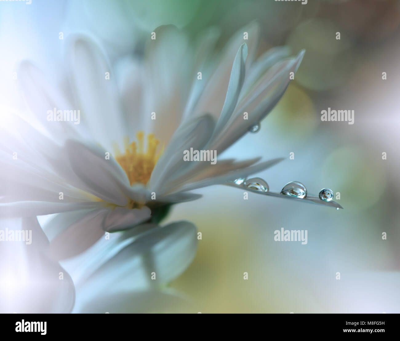 Abstract macro photo with water drops.Artistic Floral fantasy design.  Flowers made with pastel tones.Tranquil abstract closeup art photography.Print . Stock Photo