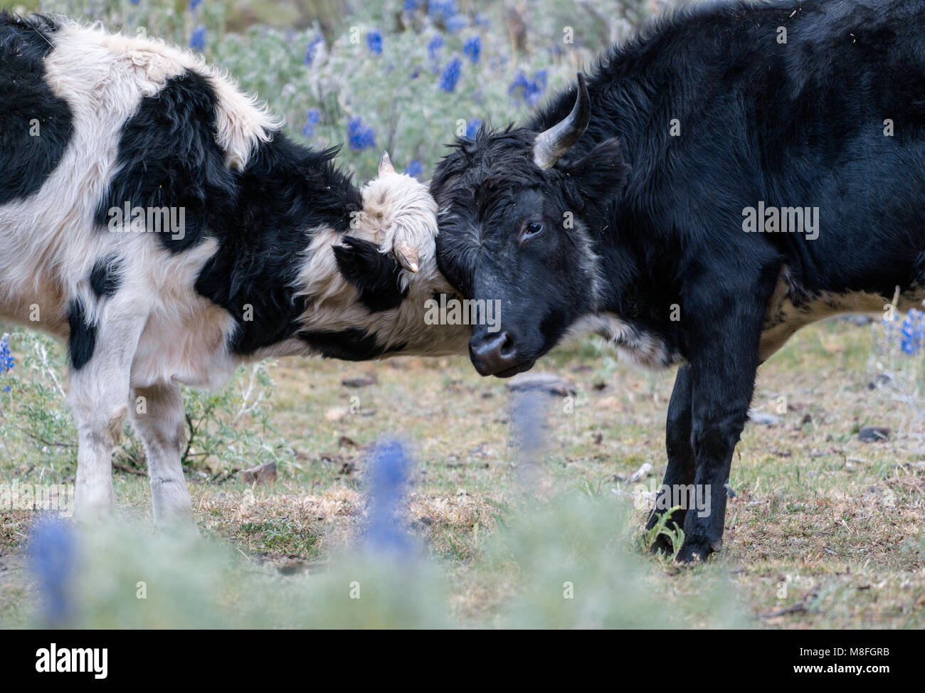 two young bulls fighting and playfully locking horns in midst of a green mountain meadow with blue wildflowers Stock Photo