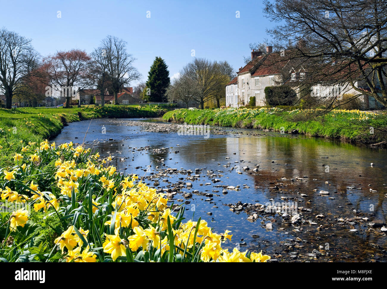 Daffodils by River Seven Sinnington North York Moors North yorkshire Stock Photo