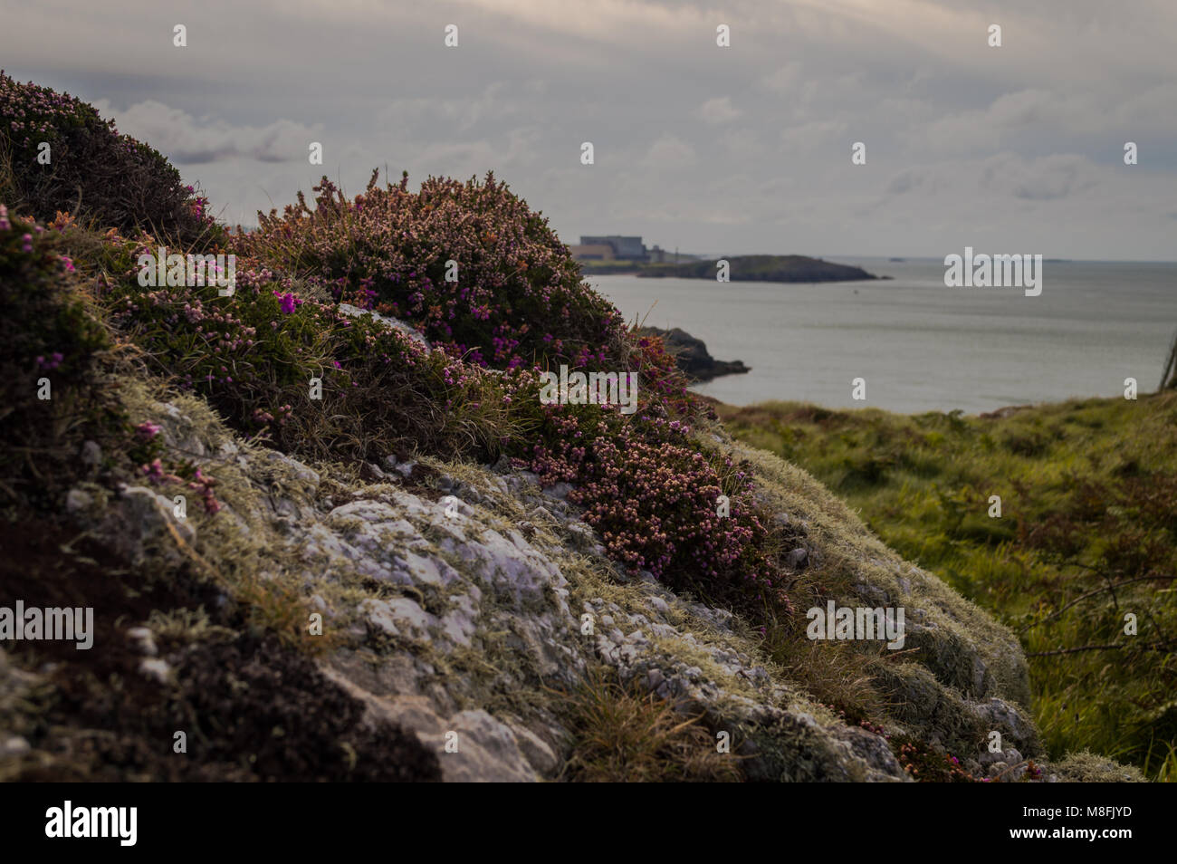 White rocks covered in lichen and beautiful purple Bell Heather overlooking the bay. Stock Photo