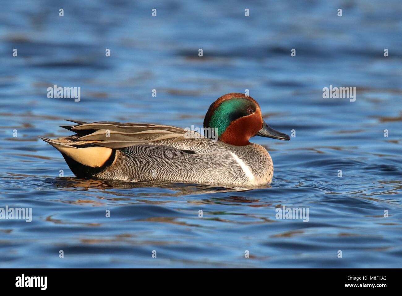 A male green winged teal Anas crecca swimming on a blue lake in winter Stock Photo