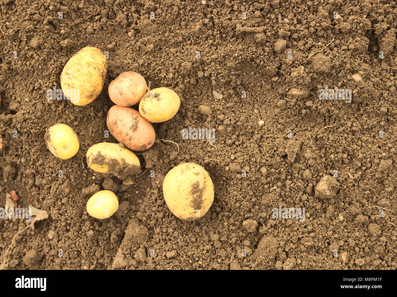 Harvested Raw Potato on Garden Soil Stock Photo