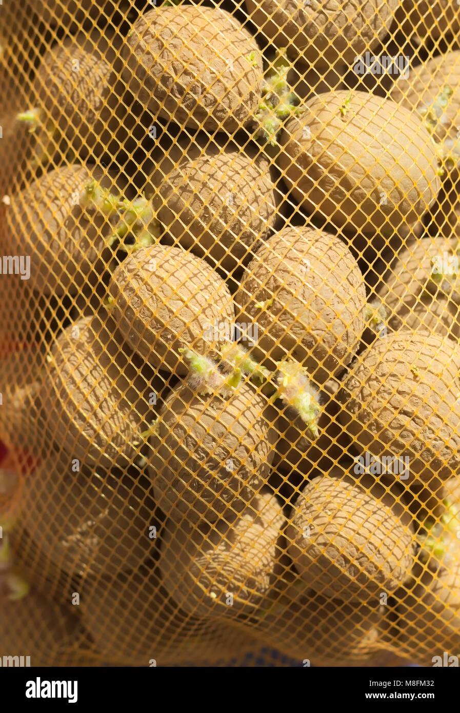 Potato Solanum tuberosum Seed Stock Photo