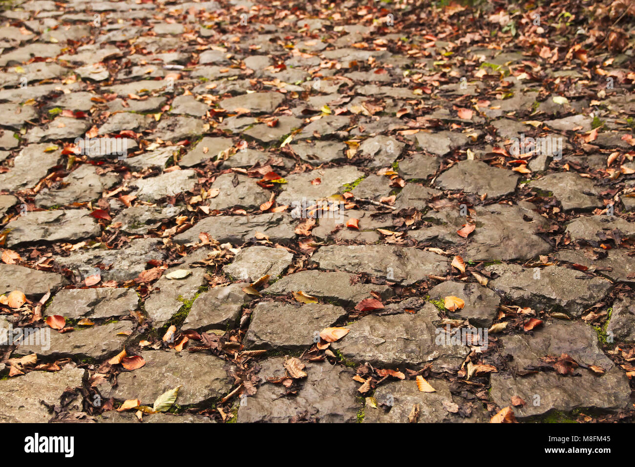 Paved Path in Public Park in Autumn Stock Photo - Alamy
