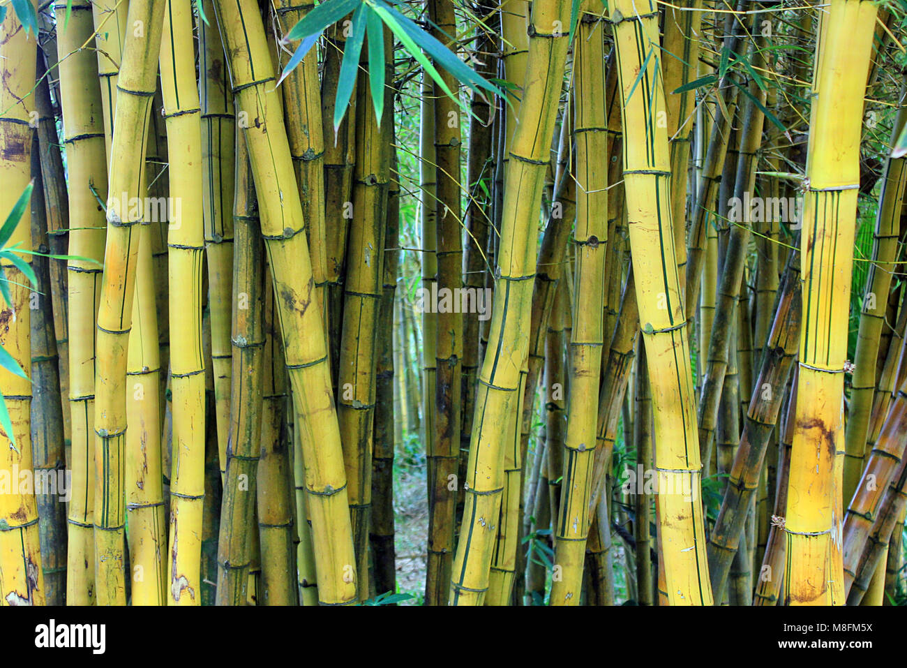 Giant bamboo blocking a jungle path on the island of Maui, in Hawaii Stock Photo