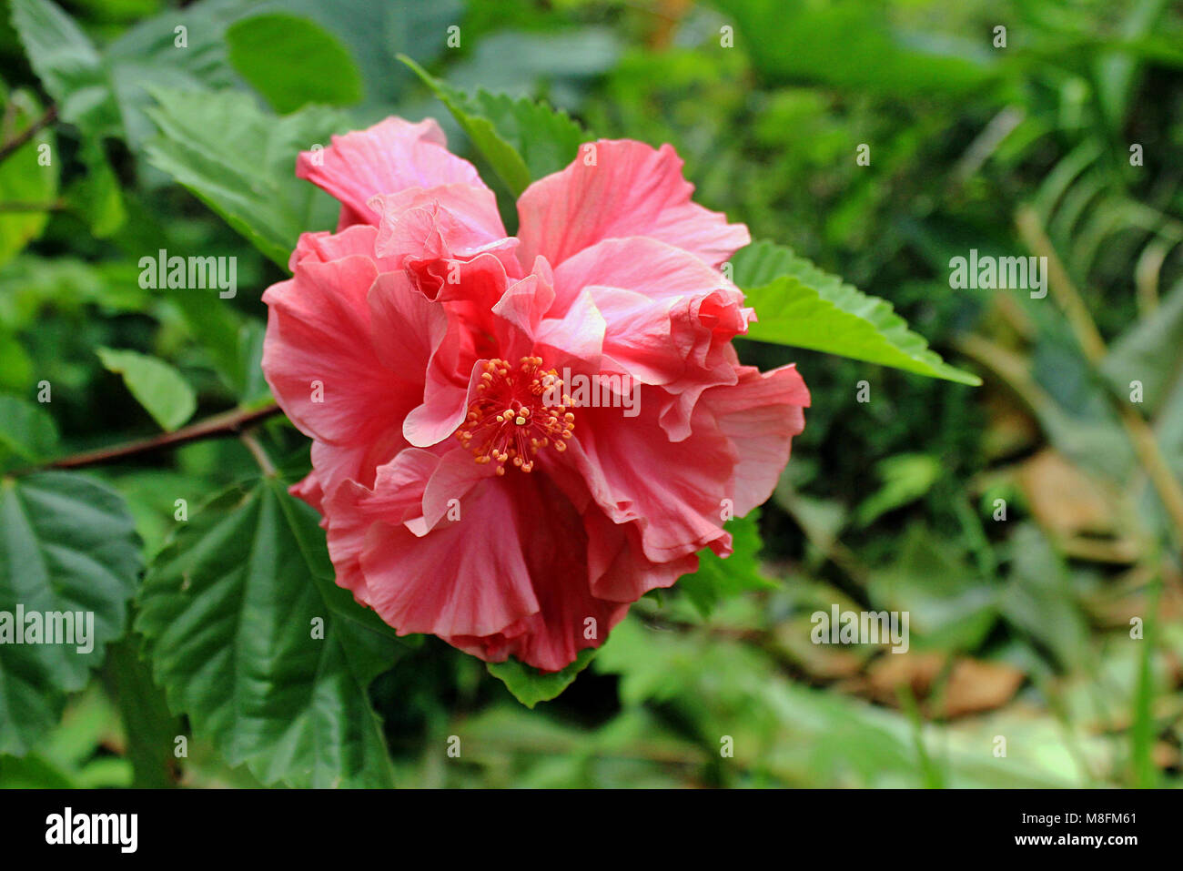 Wild Pink Plumeria flower growing in the jungle on the Road to Hana on