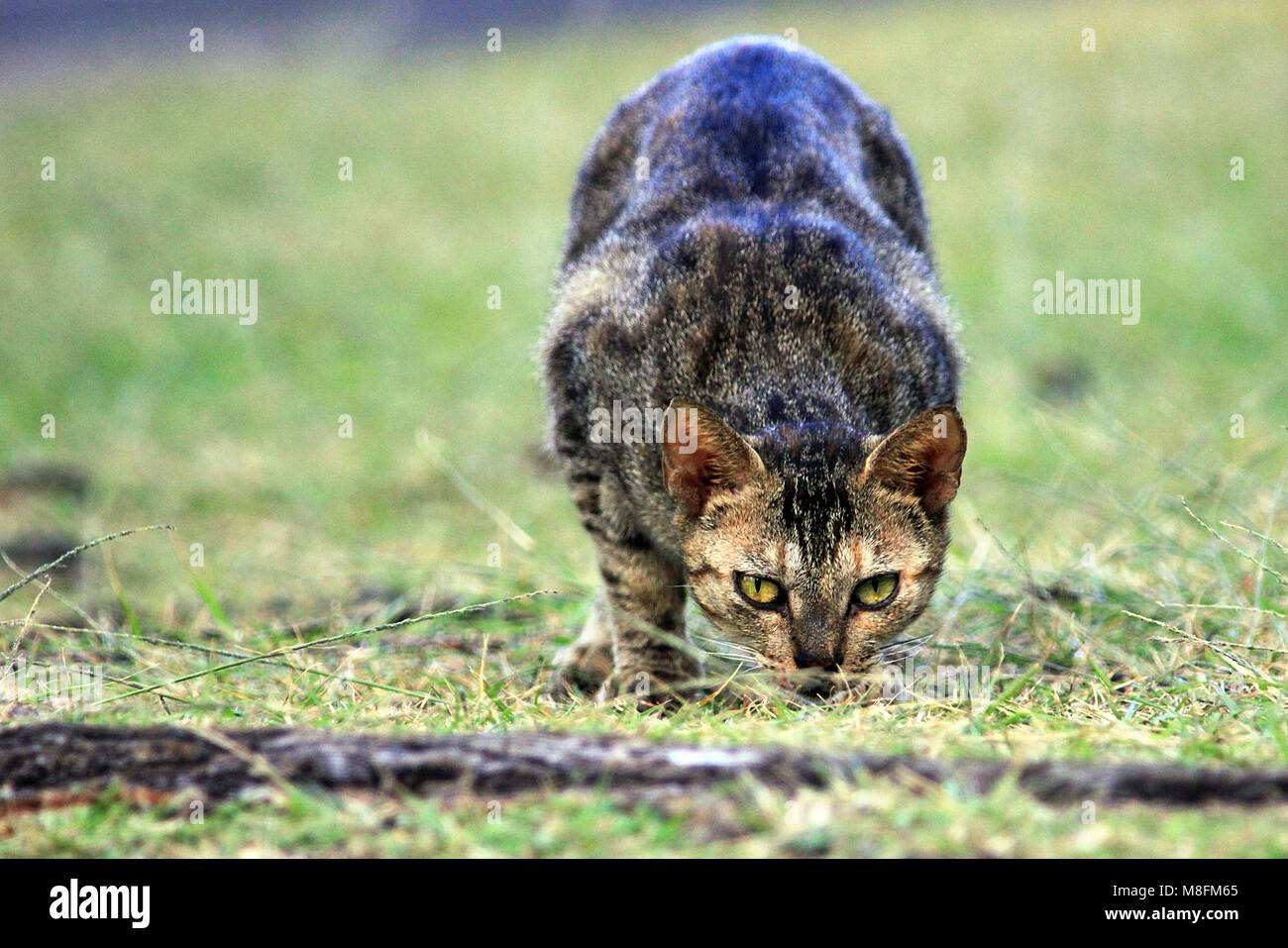 Feral cat scraping out food in a parking lot on the Road to Hana on the Hawaiian island of Maui. Stock Photo