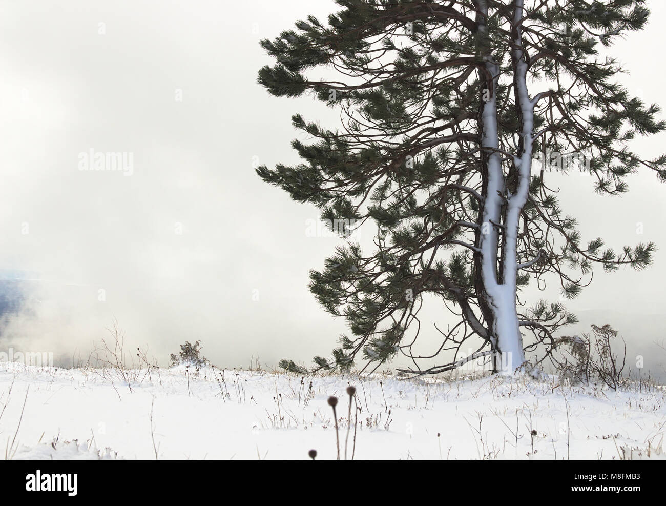 Winter Snowy Pine Tree Stock Photo - Alamy