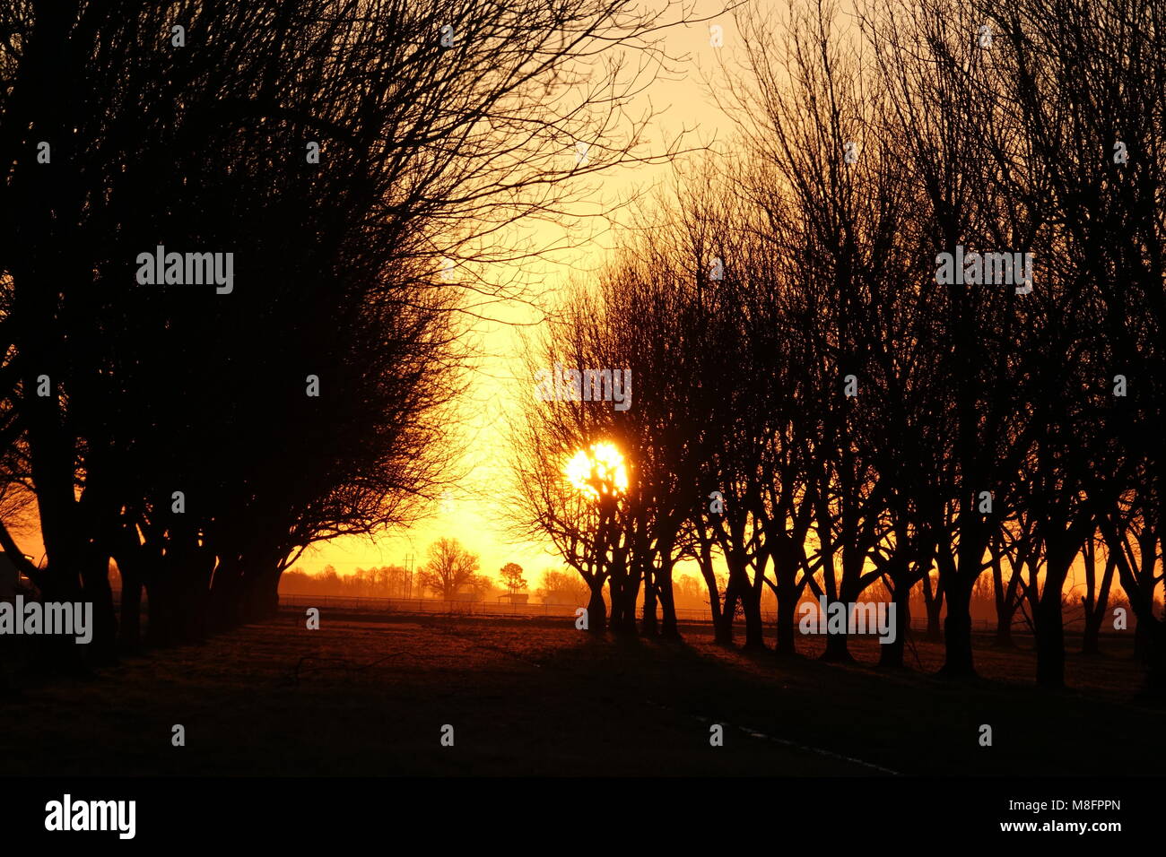 Beautiful early morning sunrise in a pecan orchard Stock Photo Alamy