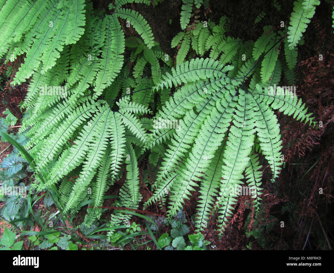 Adiantum aleuticum (Maidenhair Fern) Fern Canyon   . Stock Photo