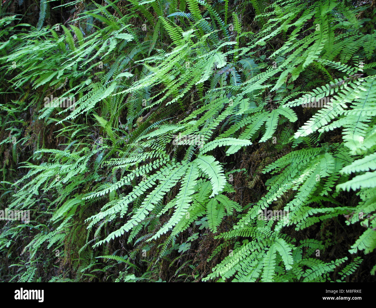 Adiantum aleuticum (Maidenhair Fern) Foothill Trail   . Stock Photo