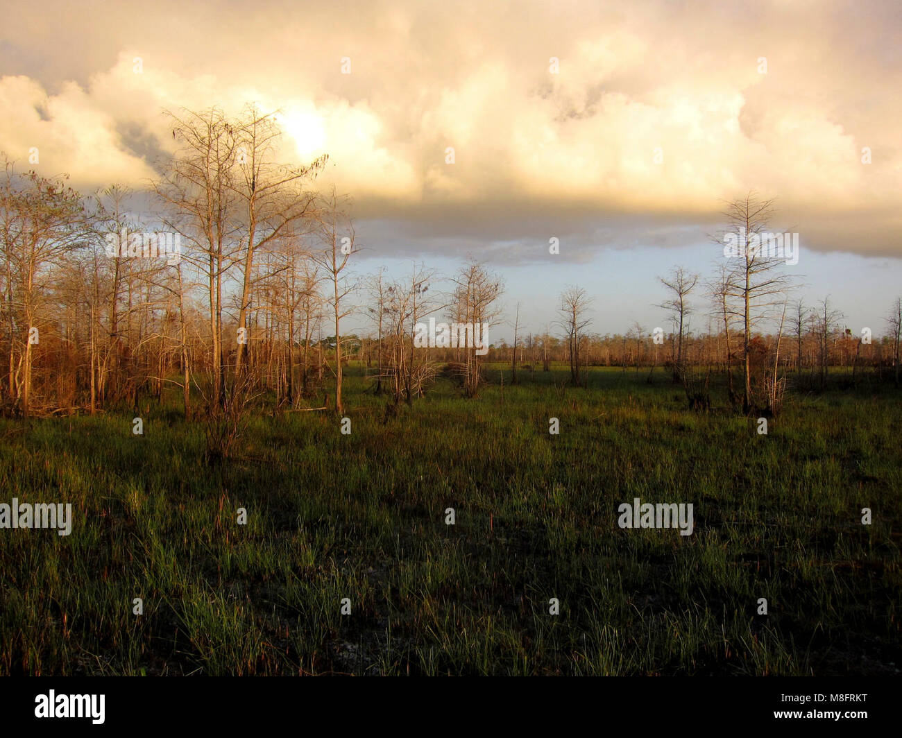 After Prescribed Burn Stock Photo - Alamy