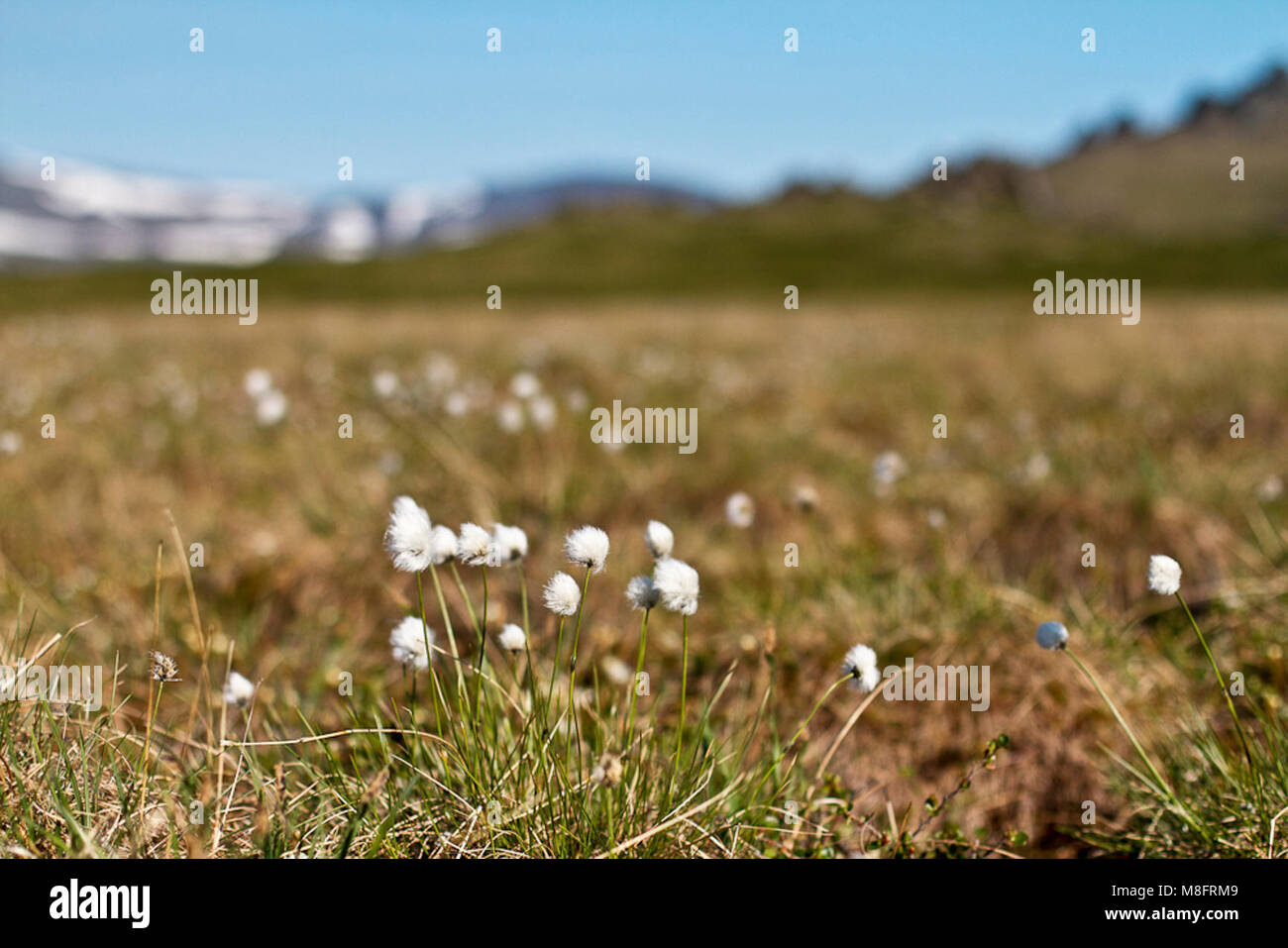 Alaska Cotton Grass .Alaska cotton grass thrives among the tussocks on the tundra Stock Photo