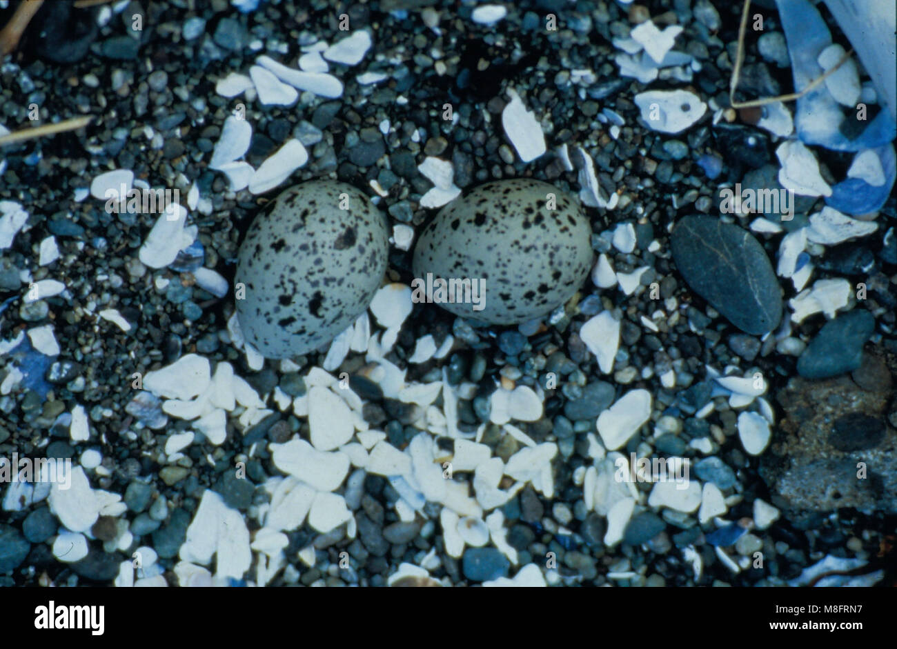 American Black Oystercatcher eggs .Am. Black Oystercatcher eggs
