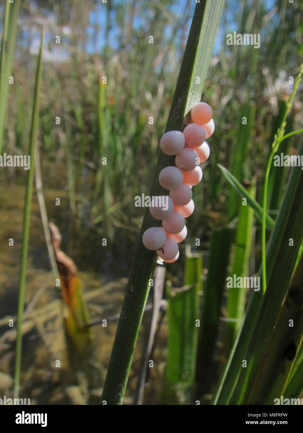 Apple snail sawgrass hires stock photography and images Alamy