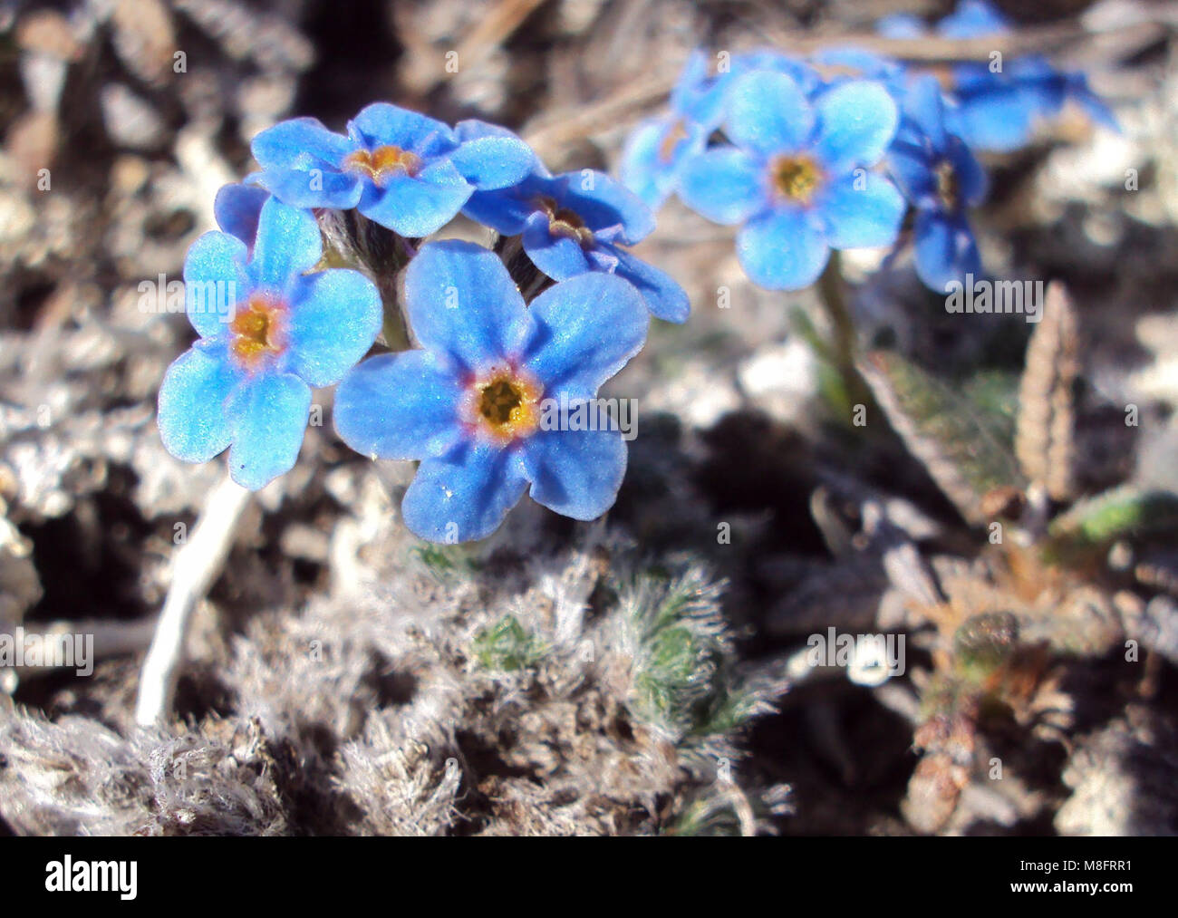 Arctic Alpine Forget-me-not   .Arctic Alpine Forget-me-not (Eritrichium nanum), is an early spring blooming flower. Remember to look down and look at the small details. The picture of the Forget-me-nots is larger than the actual Forget-me-nots I saw yesterday! Stock Photo