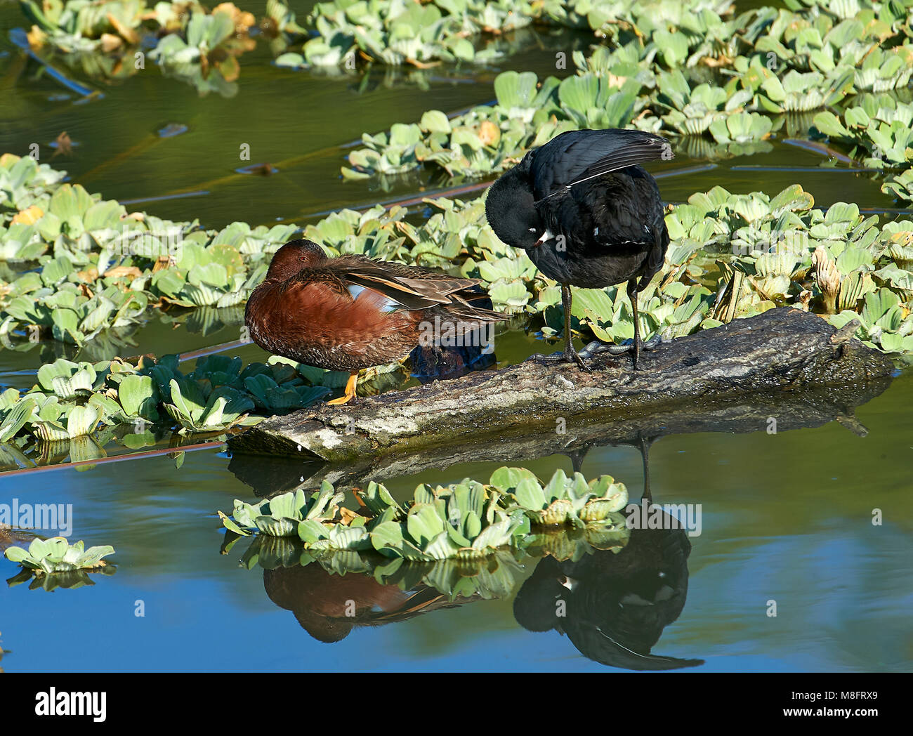 Lake chapala jocotopec, jalisco hires stock photography and images Alamy