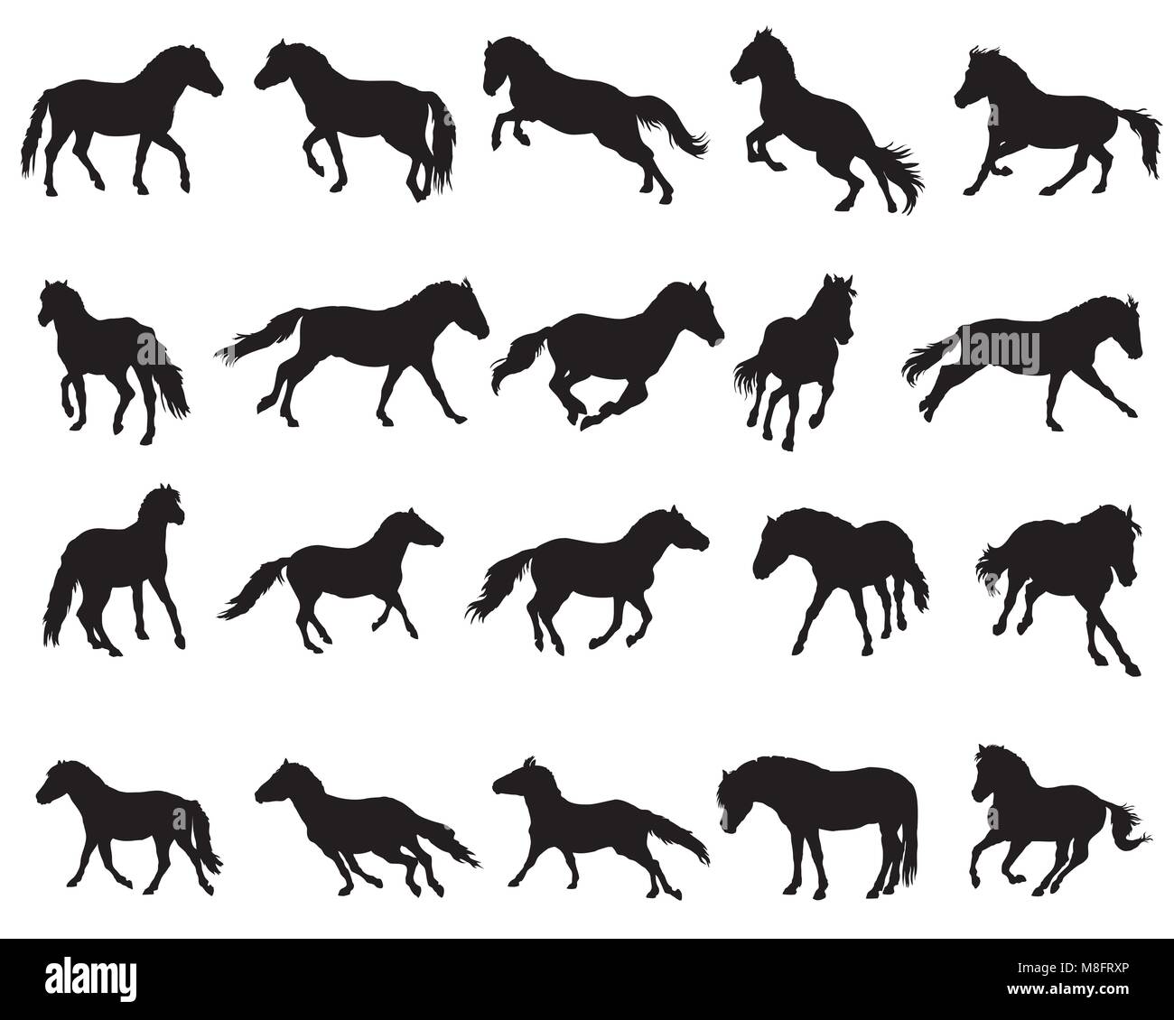 Vector isolated horses (Norwegian fjord pony) silhouettes standing, trotting and galloping in black color on white background Stock Vector